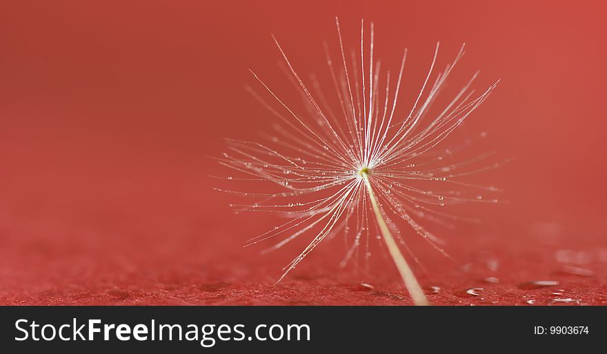 Dandelion seed in dew on red background with some copy space