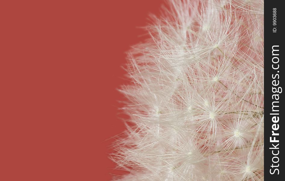 Group of dandelion seed on the red background with copy space. Group of dandelion seed on the red background with copy space