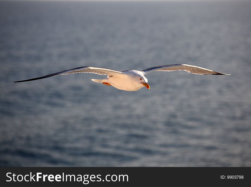 Seagull flying over the mediterranean sea. Seagull flying over the mediterranean sea