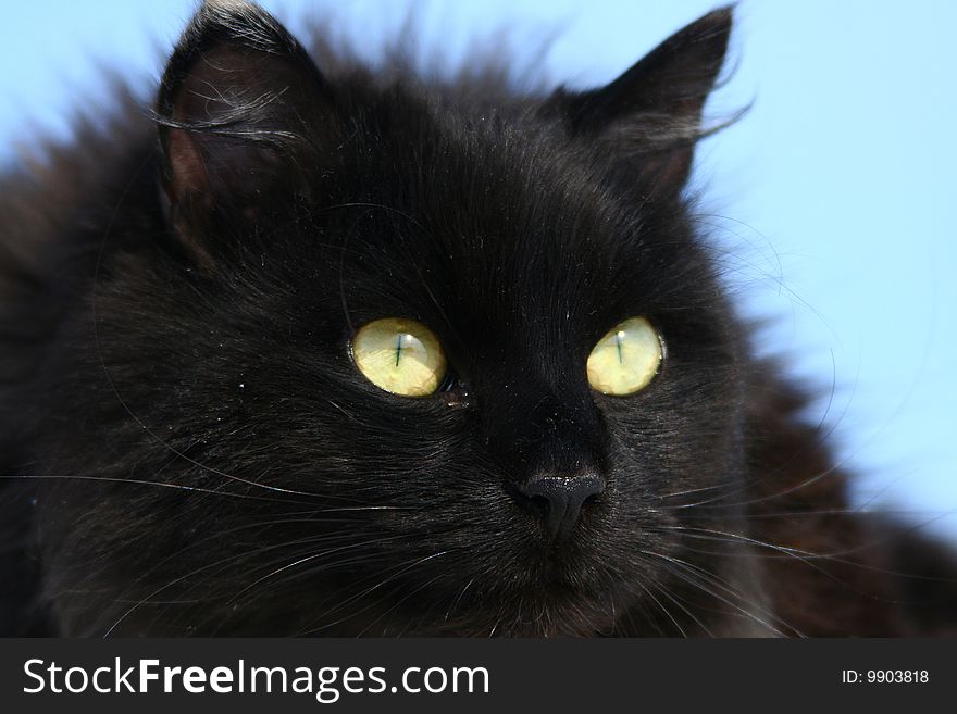 Fluffy black cat against the dark blue sky