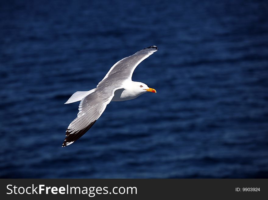 Seagull flying over the mediterranean sea. Seagull flying over the mediterranean sea