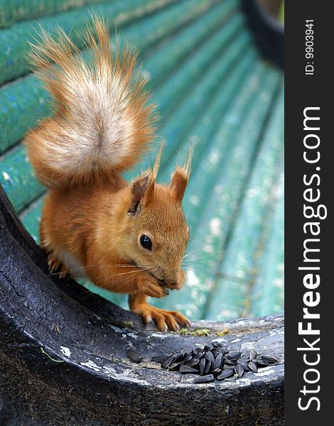 Squirrel with fluffy tail, cleaning and eating sunflower seeds on a bench. Squirrel with fluffy tail, cleaning and eating sunflower seeds on a bench