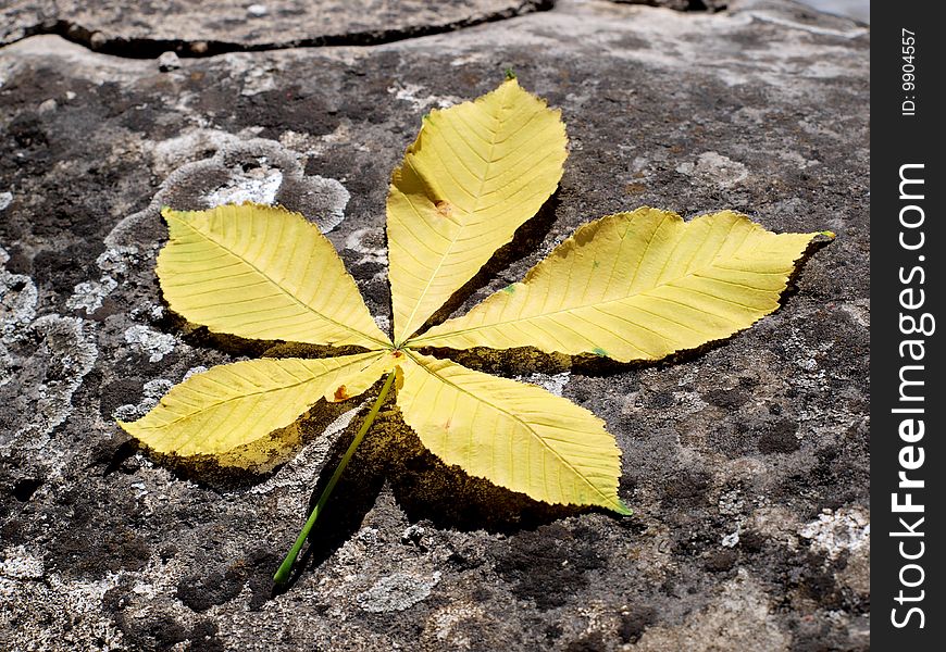 Yellow maple leaf fell on the stone wall. Yellow maple leaf fell on the stone wall.