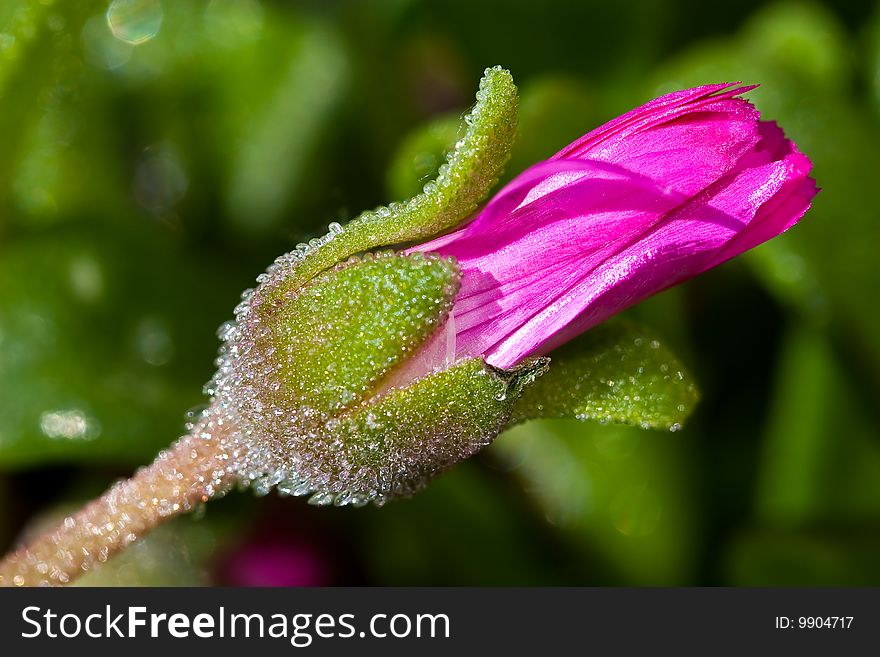 Purple ice flower in the spring time