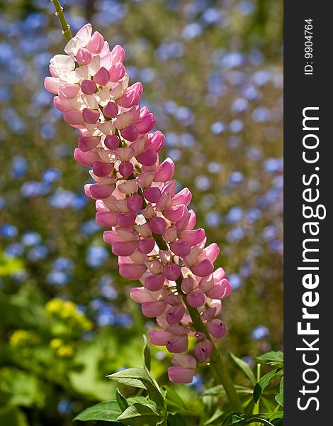 Pink / White Lupin Flower In Closeup