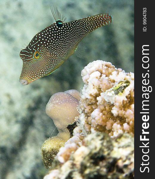 Indo-West Pacific Pufferfish