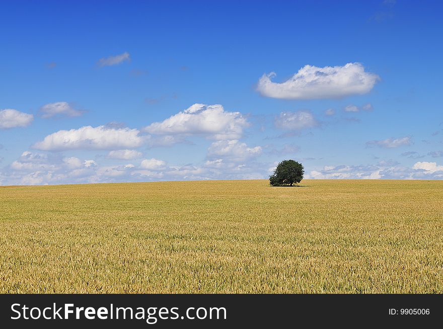 Wheat field under blue skies