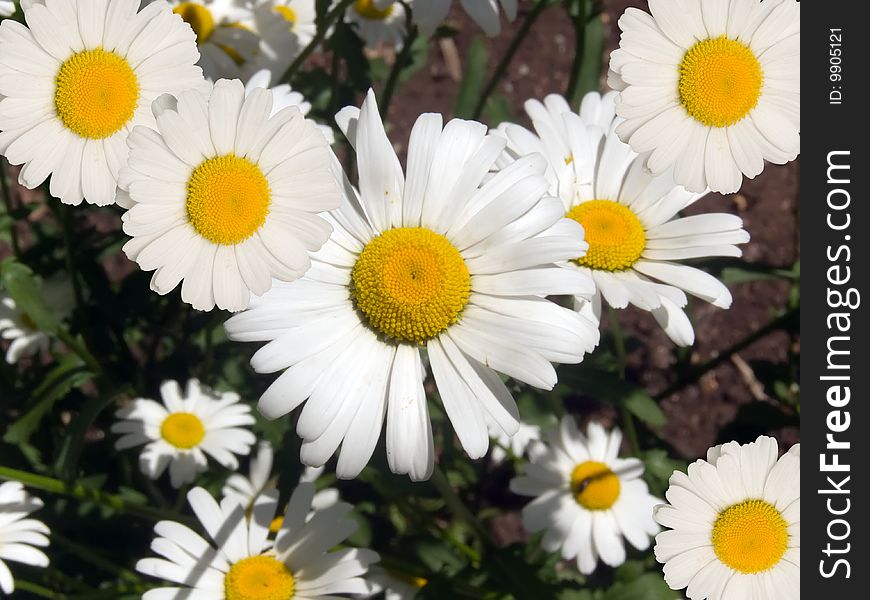 Camomile flowers in a garden Ð°bstract background