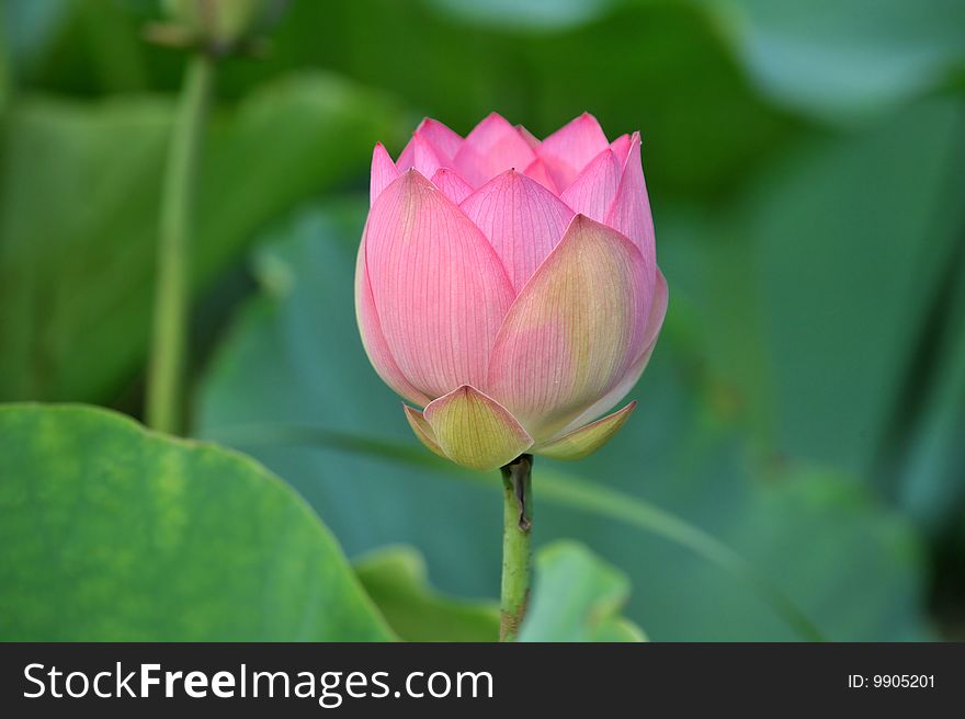 Single bloom Pink lotus flower