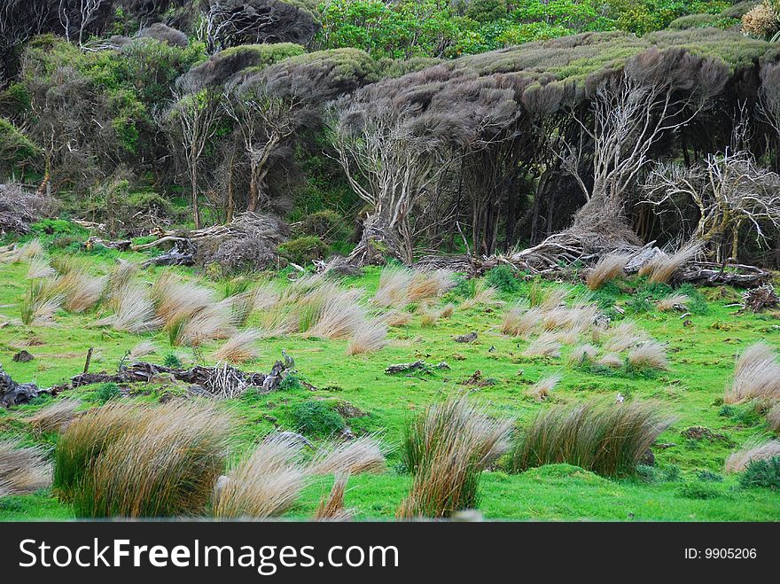 The wind blowing the grass in the field. The wind blowing the grass in the field