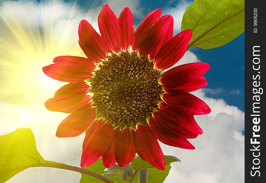 Flower A Sunflower Decorative