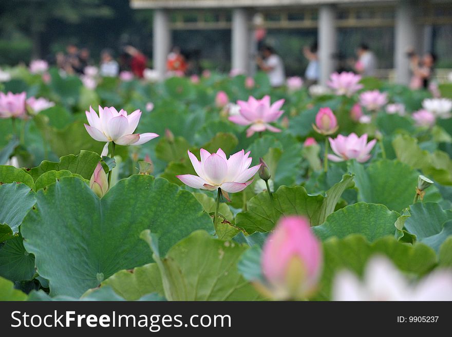 Pink and white lotus flower pond. Pink and white lotus flower pond