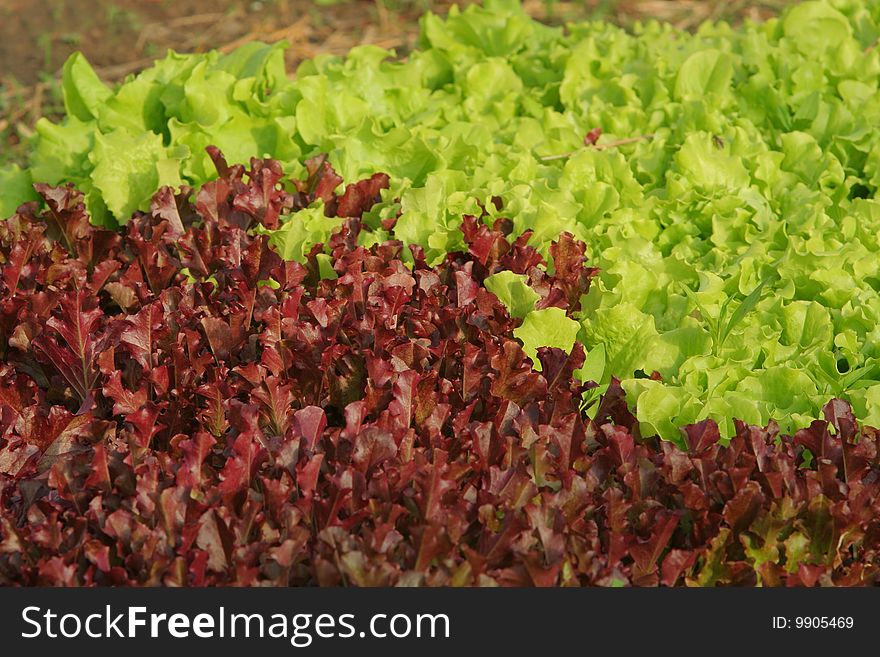 Red and green leaf lettuce growing together in garden