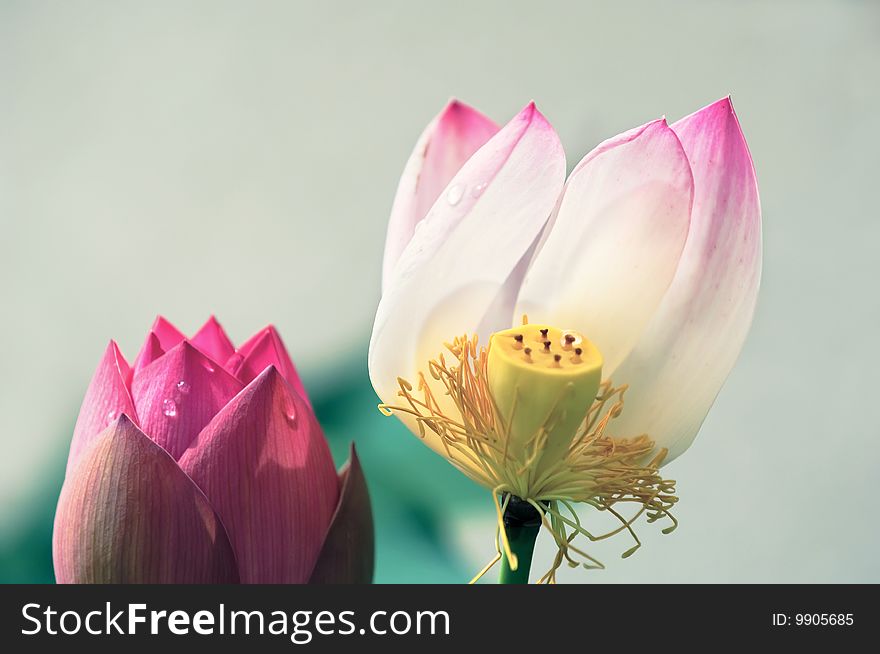 Blooming lotus flower in the garden