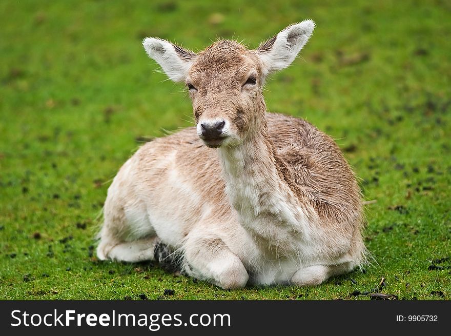 Young deer staying in the field