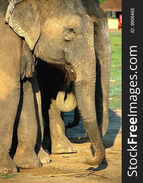 Elephants ready for safari in the jungle in Chitwan National Park in Nepal