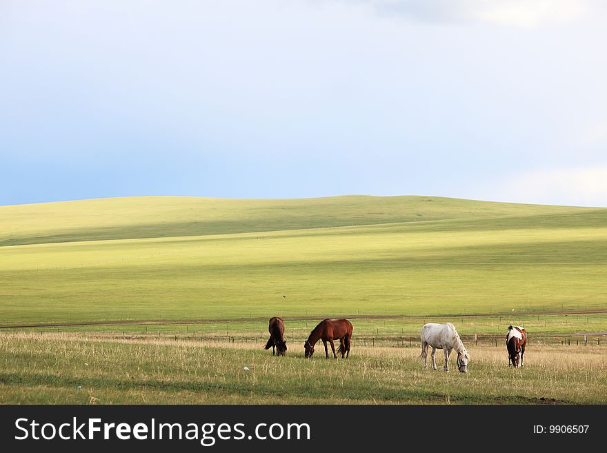 Horses on grassland ,neimenggu,china