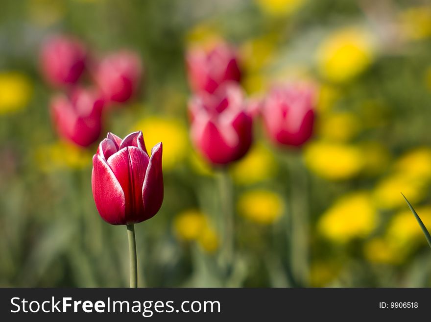 Red tulip with white borders on the dandelions yellow background. Red tulip with white borders on the dandelions yellow background