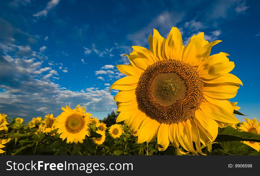 Gold Sunflowers On A Background Of The Blue Sky