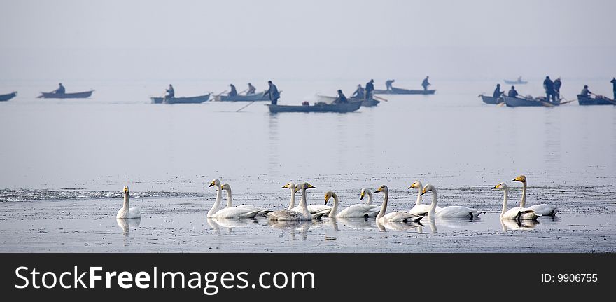 Swan In Lake