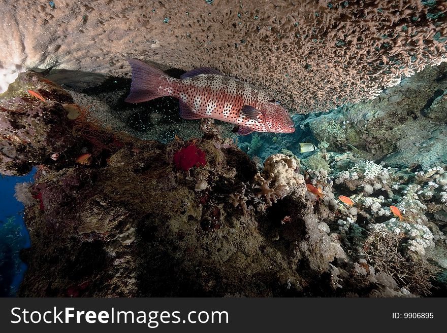 Ocean, Coral And Coralgrouper