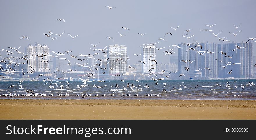 Seagull flying in beach