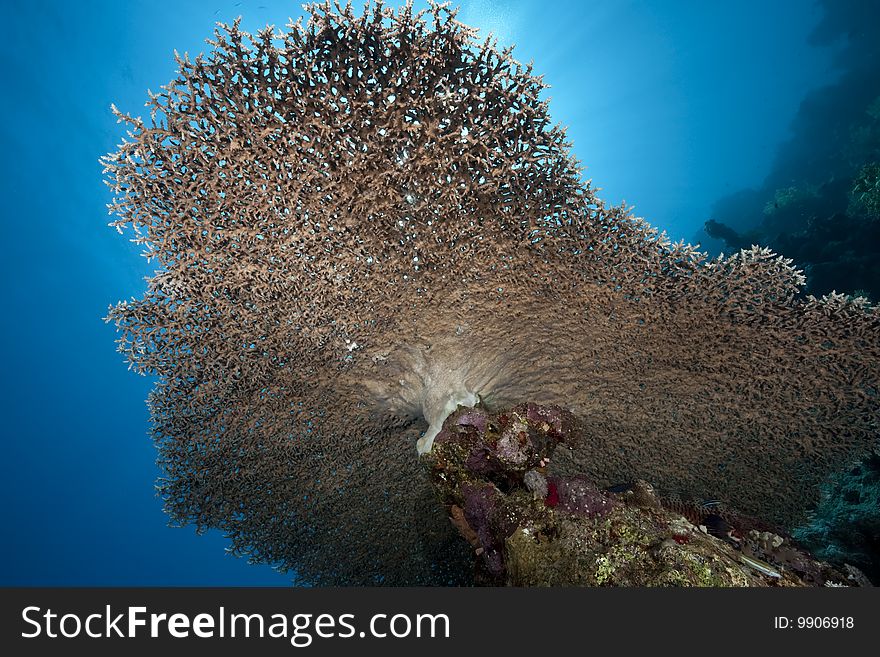 Ocean, coral and sun taken in the red sea.