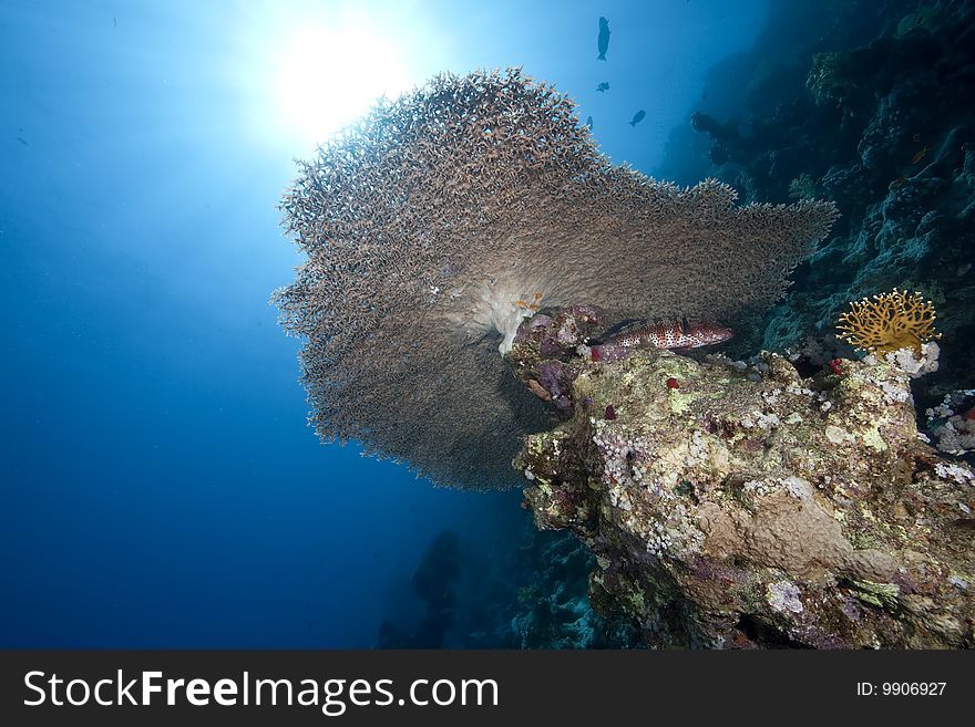 Ocean, coral and sun taken in the red sea.