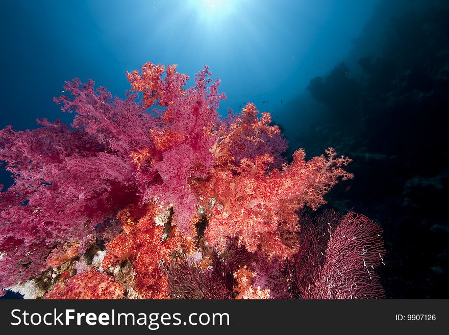 Ocean, coral and sun taken in the red sea.