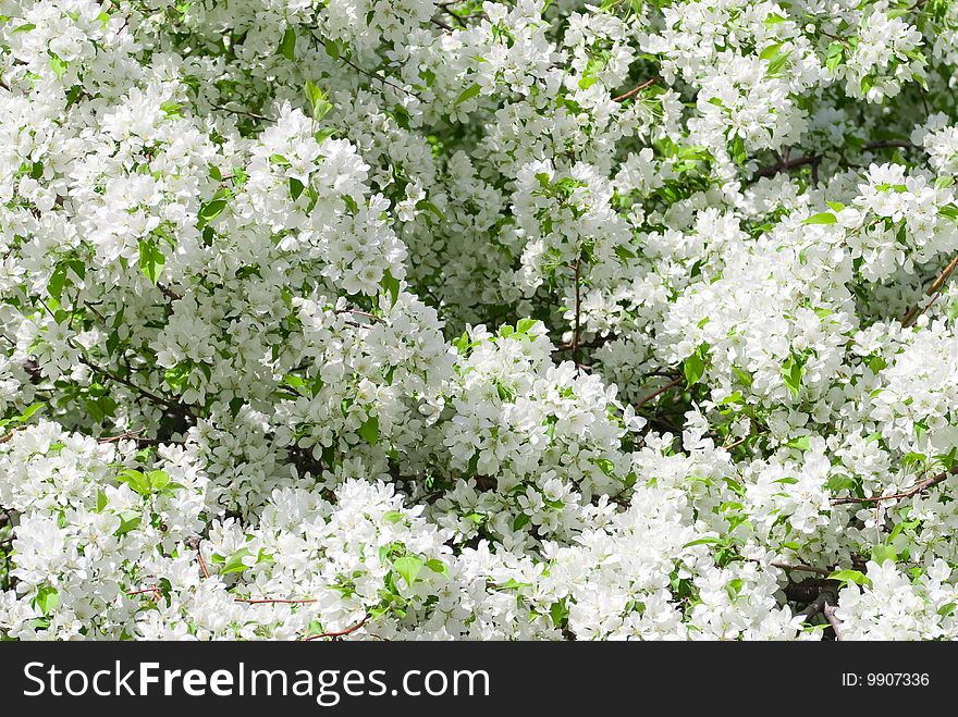 White leafs of the wild apple tree