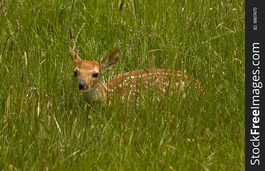 White-tail fawn hiding in grassy field.