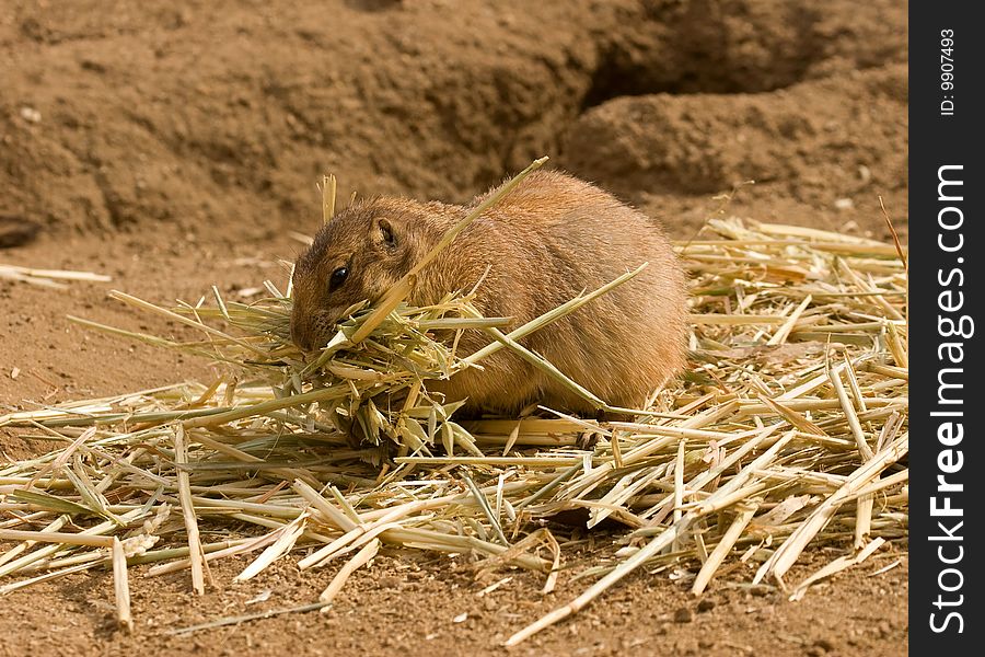 A Prairie Dog gathering a pile of straw in its mouth. A Prairie Dog gathering a pile of straw in its mouth.