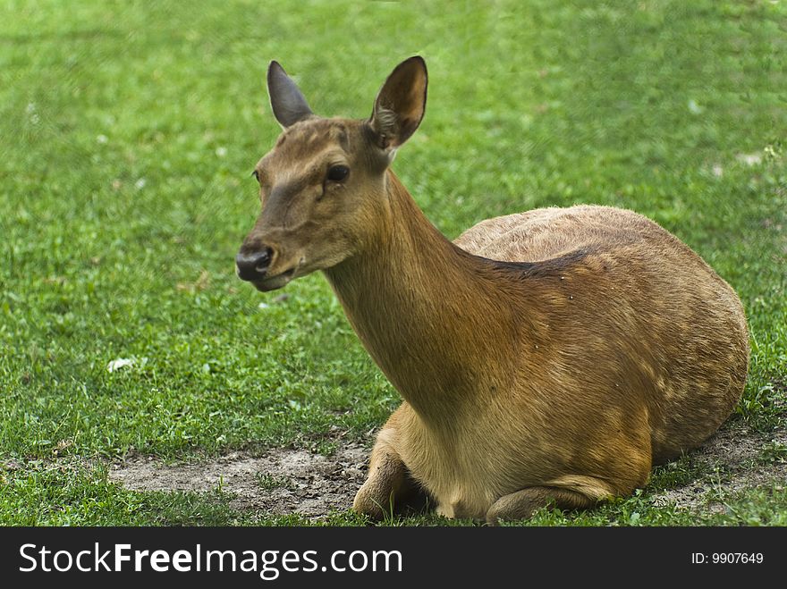 Lone doe deer in the grass