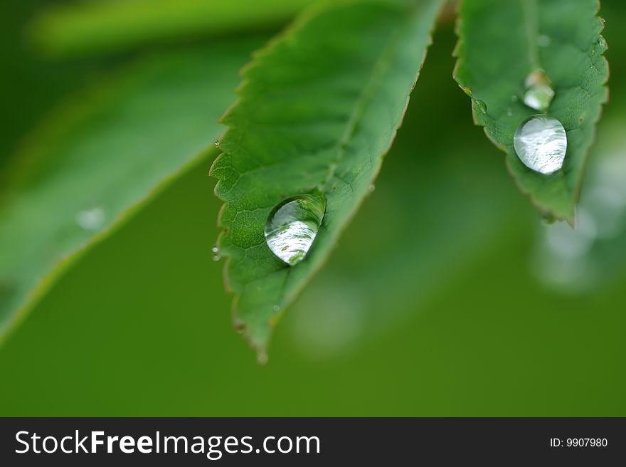 Water Drops On A Grass