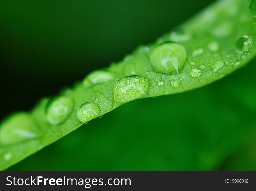 Water Drops On A Grass