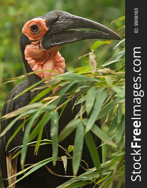 Inquisitive Hornbill hiding amongst the foliage. Inquisitive Hornbill hiding amongst the foliage.