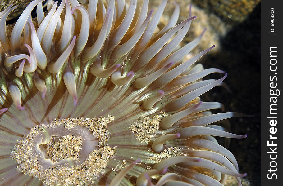 Pacific Ocean Anemone near Malibu, CA