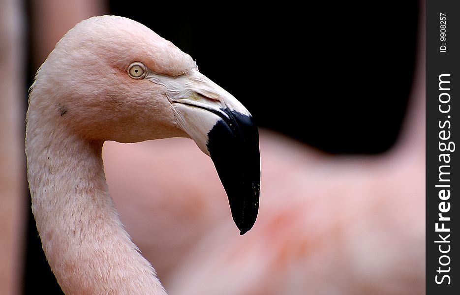 Pink Chilean flamingo head and neck