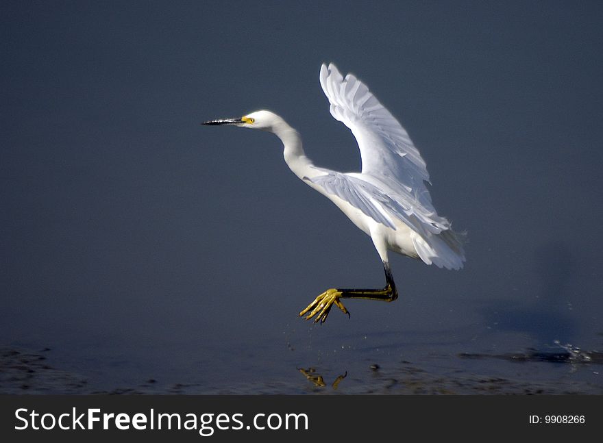 Snowy Egret in flight Newport Bay Salt Marshes