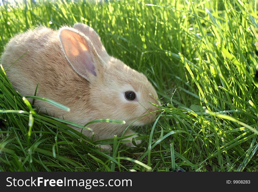 Small Rabbit