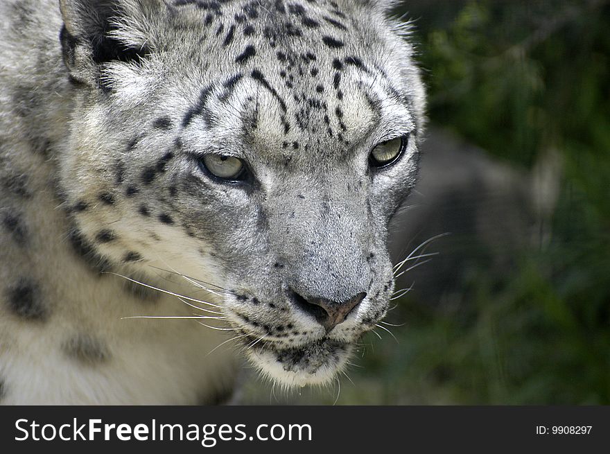 Single captive snow leopard at zoo