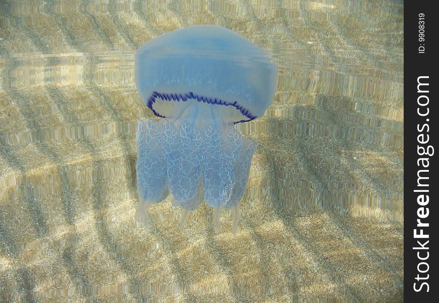 Belle medusa in Black sea. Kornerot.