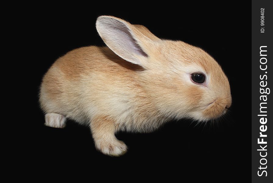 The small rabbit on a black background, is isolated.