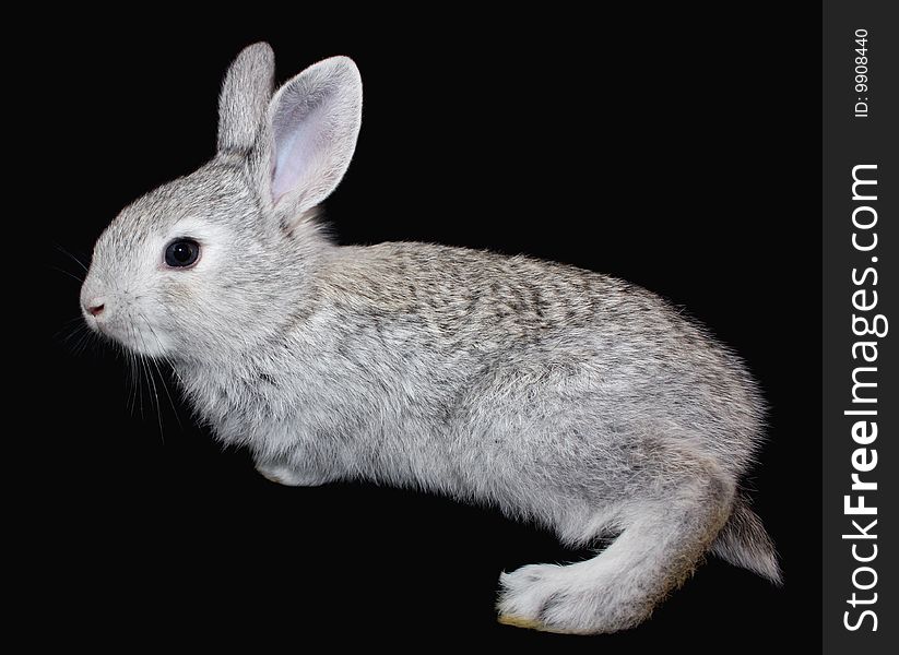 Small grey rabbit on a black background. It is isolated. Small grey rabbit on a black background. It is isolated.