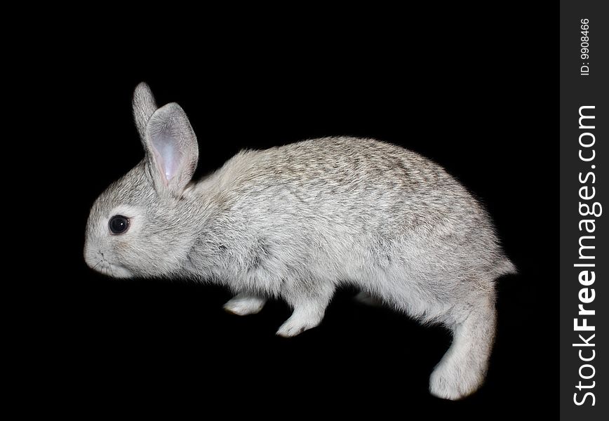 The small rabbit on a black background, is isolated.