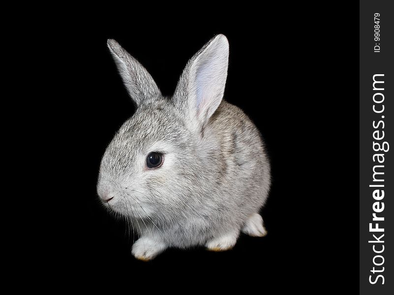 Small Rabbit