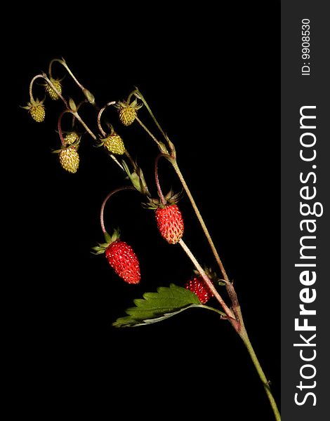 Branch wild strawberry on a black background.