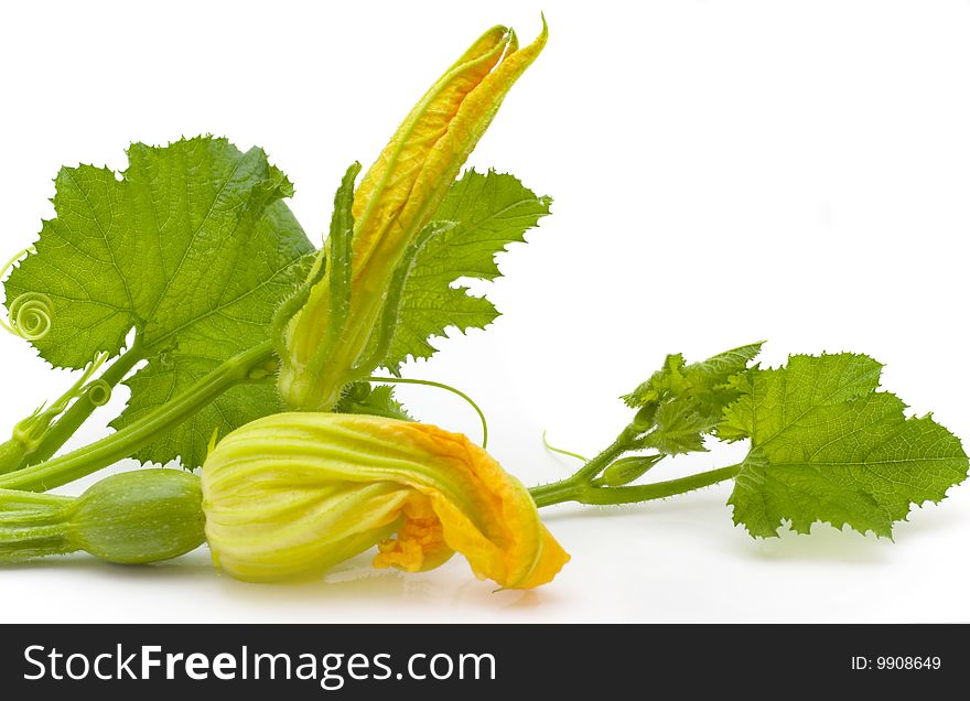Flowers, leaves  marrow fruits isolated on a white background. Flowers, leaves  marrow fruits isolated on a white background