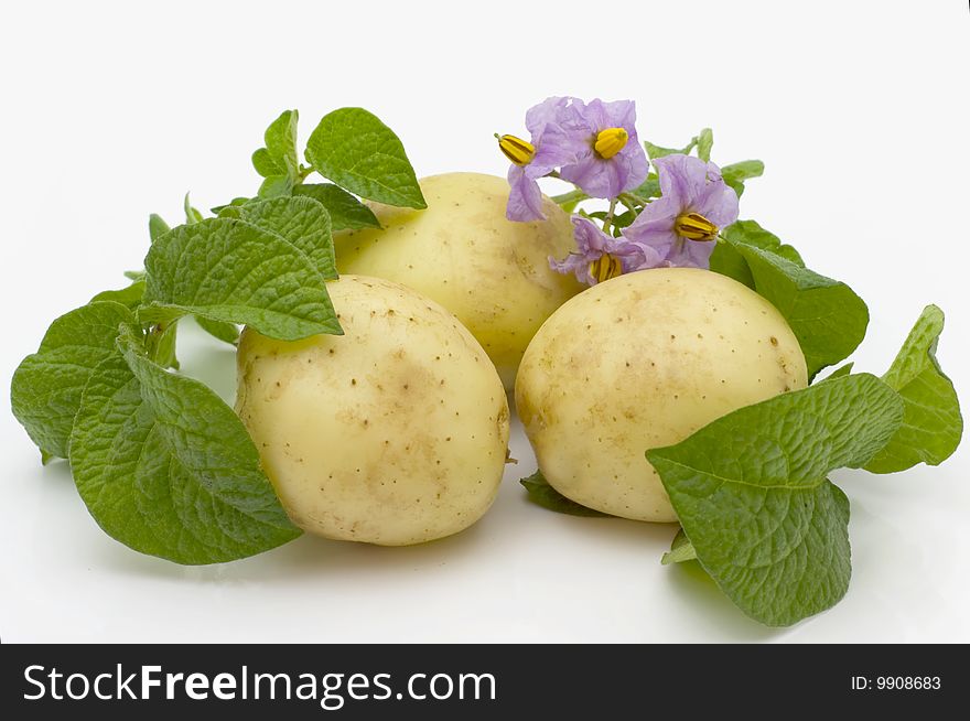 Fruits potato with leaves and flowers isolated on white background. Fruits potato with leaves and flowers isolated on white background