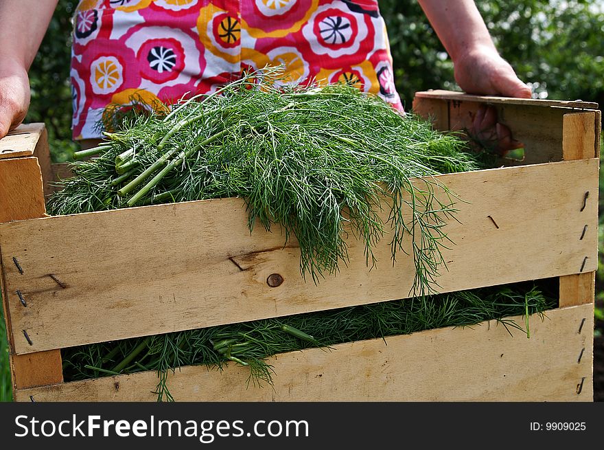 A girl wearing in multicolor shorts holds a wooden garden with fresh new green dill crop, blur background. A girl wearing in multicolor shorts holds a wooden garden with fresh new green dill crop, blur background